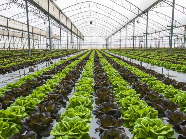 無(wú)土栽培 (1)