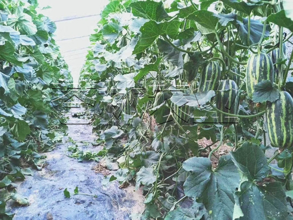 甜瓜種植 (19)