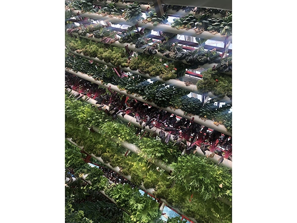 無(wú)土栽培 (14)