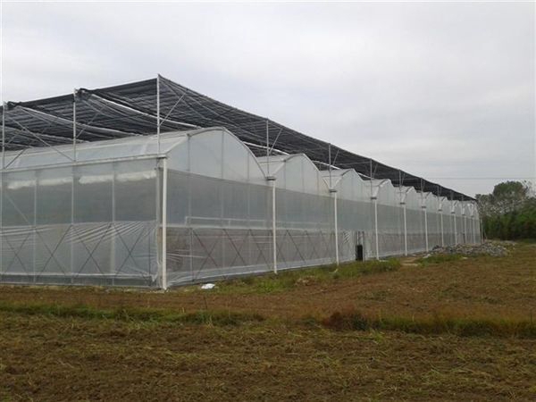 連棟薄膜溫室 (6)