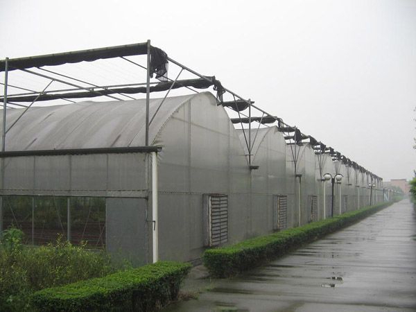 連棟薄膜溫室 (8)