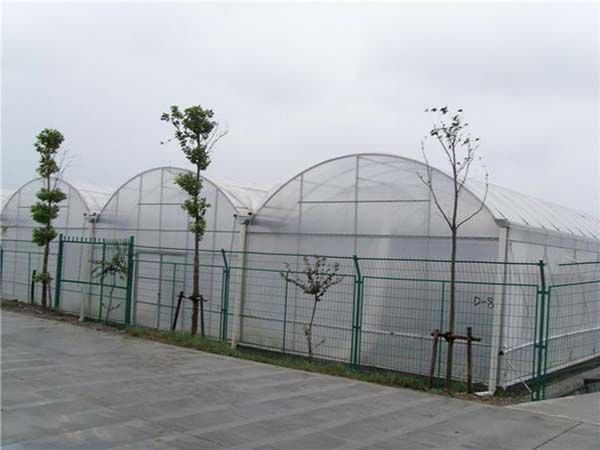 連棟薄膜溫室 (9)