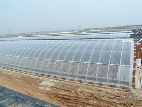 連棟薄膜溫室 (14)